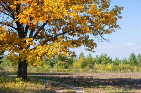 A wonderful time to fall, golden leaves, warm daysの写真素材