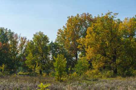 A wonderful time to fall, golden leaves, warm daysの写真素材
