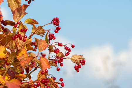 A wonderful time to fall, golden leaves, warm daysの写真素材
