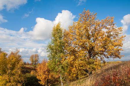 A wonderful time to fall, golden leaves, warm daysの写真素材
