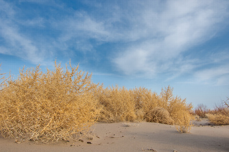 Lone tumble weed is wedged against a ripple of sand. Road in Taukum sands,の写真素材