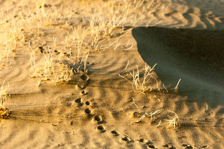 drawing in the sand on the tide. texture. beach sand background. footprints in the sand.の写真素材