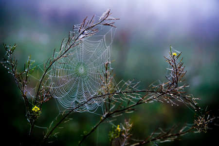 woven web of the spider, dew on a spider web