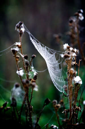 woven web of the spider, dew on a spider web