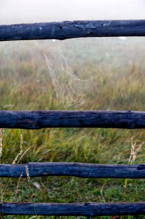 woven web of the spider, dew on a spider webの写真素材
