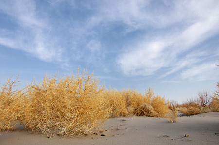 Lone tumble weed is wedged against a ripple of sand. Road in Taukum sands,の写真素材