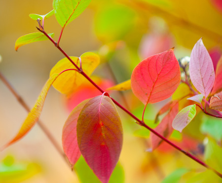 autumn leaves, photographed on the natureの写真素材