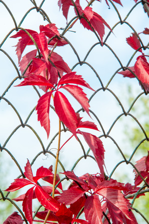 autumn leaves, photographed on the natureの写真素材
