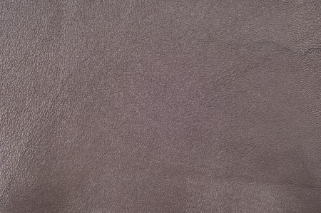 texture of the skin. The photo was taken in a studio