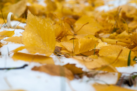 Leaves autumn snow. texture. The first fall of snow. Yellow birch leaves in the snowの写真素材