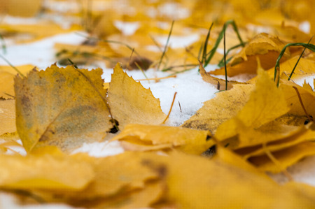 Leaves autumn snow. texture. The first fall of snow. Yellow birch leaves in the snowの写真素材