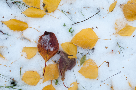 Leaves autumn snow. texture. The first fall of snow. Yellow birch leaves in the snowの写真素材