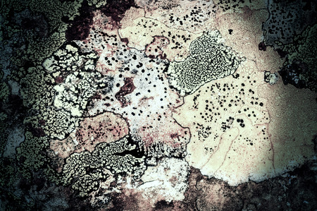 Texture of lichen on the stone. Rough Granite Stone Rock Background Texture. An old stone wall.