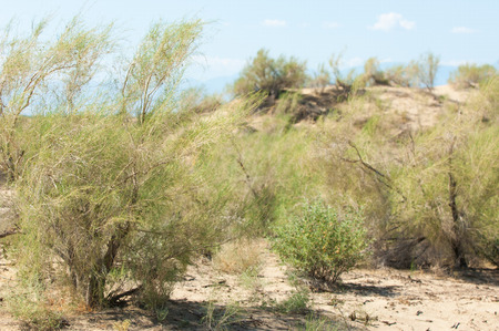 haloxylon. Turgai gate. Turgai save. National Park "Altyn Emel" Kazakhstan. Filling the river "Ili"の写真素材