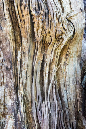 The bark of the tree moss. Photographed in a forest