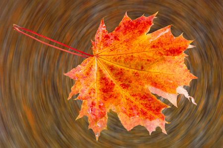 Fall Leaves Photo Studio. Maple Leaf