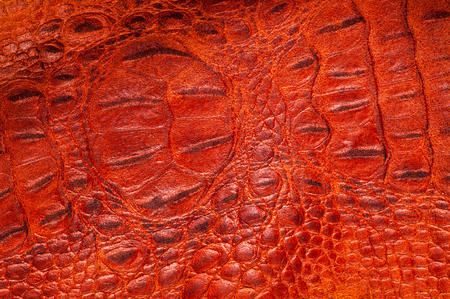 crocodile Skin. Artistic leather crocodileの写真素材