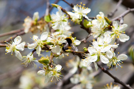 Spring. apple Trees in Blossom. flowers of apple. white blooms of blossoming tree close up. Beautiful spring blossom of apple cherry tree with white flowers.の写真素材