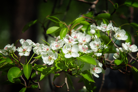 Spring. apple Trees in Blossom. flowers of apple. white blooms of blossoming tree close up. Beautiful spring blossom of apple cherry tree with white flowers.の写真素材