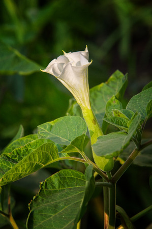 Datura. dope,  stramonium, thorn-apple, jimsonweed.  Datura flowers photographed in the streetの写真素材