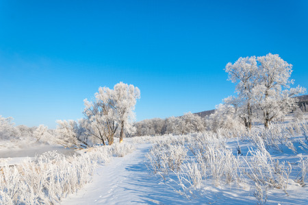 winter, winter-tide, winter-time,  hibernate, he coldest season of the yearの写真素材
