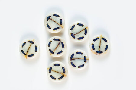 buttons. Photography Studio