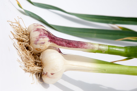 garlic.Garlic is not ripened on the stem of the leaf. a strong-smelling pungent-tasting bulb, used as a flavoring in cooking and in herbal medicine.の写真素材