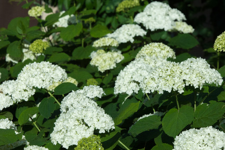 viburnum, guelder rose. Similar to the closely related highbush cranberry, it is widely cultivated...