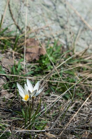 snowdrop. a widely cultivated bulbous European plant that bears drooping white flowers during the late winter.の写真素材