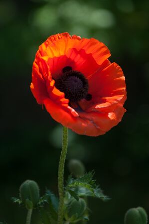 poppy. a herbaceous plant with showy flowers, milky sap, and rounded seed capsules. drugs such as morphine and codeineの写真素材