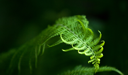fern, brake. a flowerless plant that has feathery or leafy fronds and reproduces by spores released from the undersides of the fronds.の写真素材