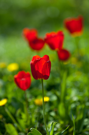 tulips. a bulbous spring-flowering plant of the lily family, with boldly colored cup-shaped flowers.の写真素材