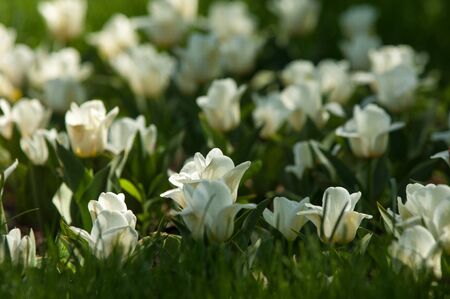 tulips. a bulbous spring-flowering plant of the lily family, with boldly colored cup-shaped flowers.の写真素材
