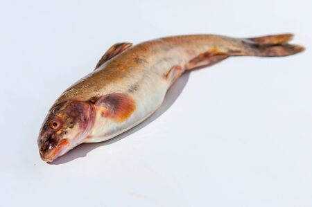 Diptychus maculatus. Fish caught in a mountain streamの写真素材