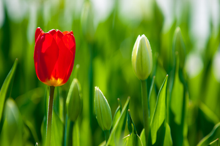 tulips. a bulbous spring-flowering plant of the lily family, with boldly colored cup-shaped flowers.の写真素材