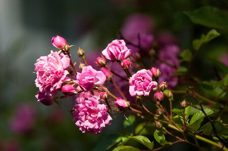 flower  rose. a prickly bush or shrub that typically bears red, pink, yellow, or white fragrant flowers, native to north temperate regions.の写真素材