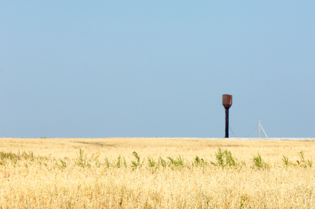 Field of ripe grain. Ripe barley. Ripe oats. summer on ripened grain fieldの写真素材