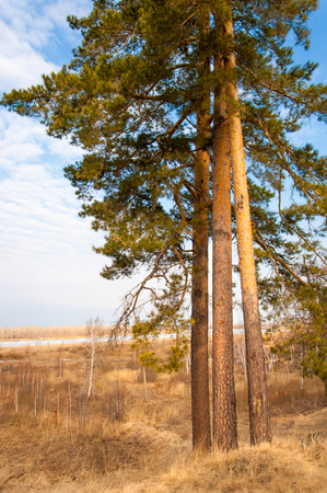 Pine forest in spring.  the season of spring. spring, springtime, springtide, prime. the season after winter and before summer, in which vegetation begins to appear,の写真素材