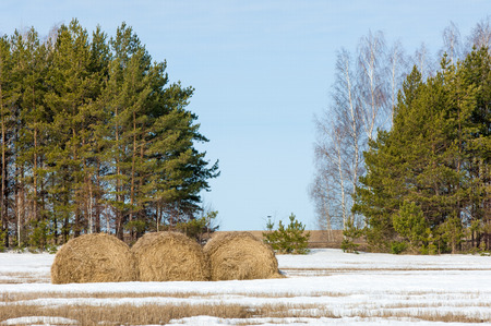 Spring in the field. last snow. pine tree. springtime, springtide, prime
