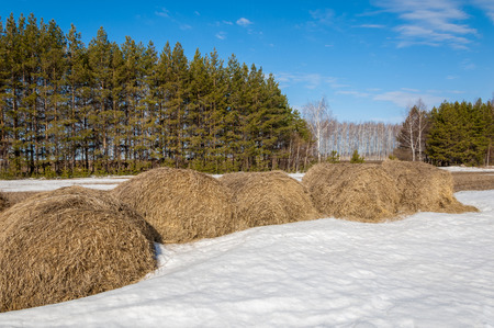 Spring in the field. last snow. pine tree. springtime, springtide, prime