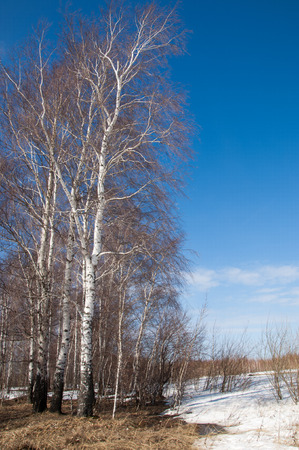 Birch forest in early spring. Early spring forest. the first warm daysの写真素材