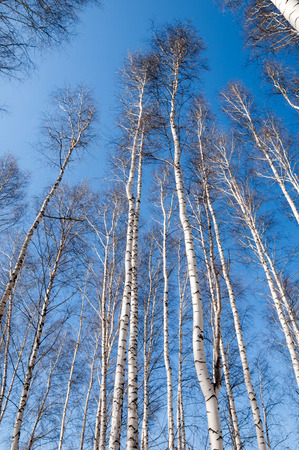 Birch forest in early spring. Early spring forest. the first warm daysの写真素材