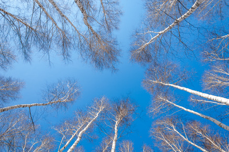 Birch forest in early spring. Early spring forest. the first warm daysの写真素材