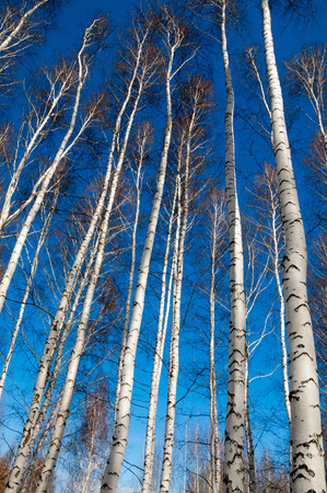 Birch forest in early spring. Early spring forest. the first warm daysの写真素材
