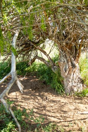 steppe, prairie, veldt, veld, flood plain. beautiful nature in the steppes of Kazakhstanの写真素材