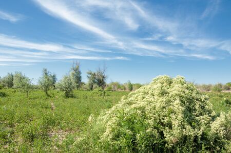 steppe, prairie, veldt, veld, flood plain. beautiful nature in the steppes of Kazakhstanの写真素材