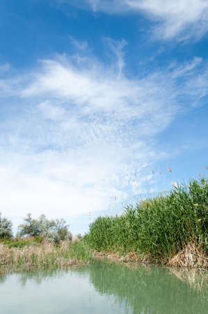 Steppe river reeds summer. views in the view of the river. small blue river by a sunny dayの写真素材