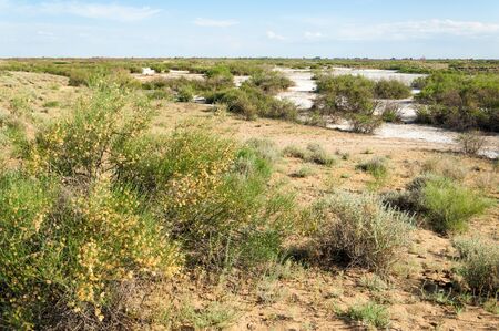 Steppe saline soils. saline  salt  in salt.  steppe  prairie  veldt veld. Saline soils of the desert, salt lakes,.  lifeless scorched earth. bare steppe of Kazakhstanの写真素材