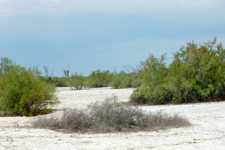 Steppe saline soils. saline  salt  in salt.  steppe  prairie  veldt veld. Saline soils of the desert, salt lakes,.  lifeless scorched earth. bare steppe of Kazakhstanの写真素材