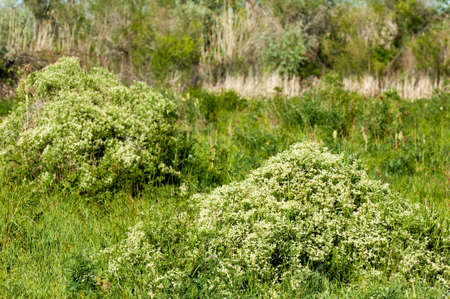 steppe, prairie, veldt, veld, flood plain. beautiful nature in the steppes of Kazakhstanの写真素材